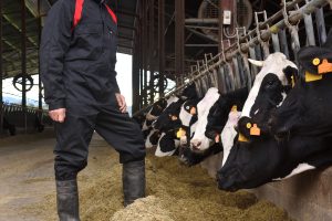 vacas bebiendo agua